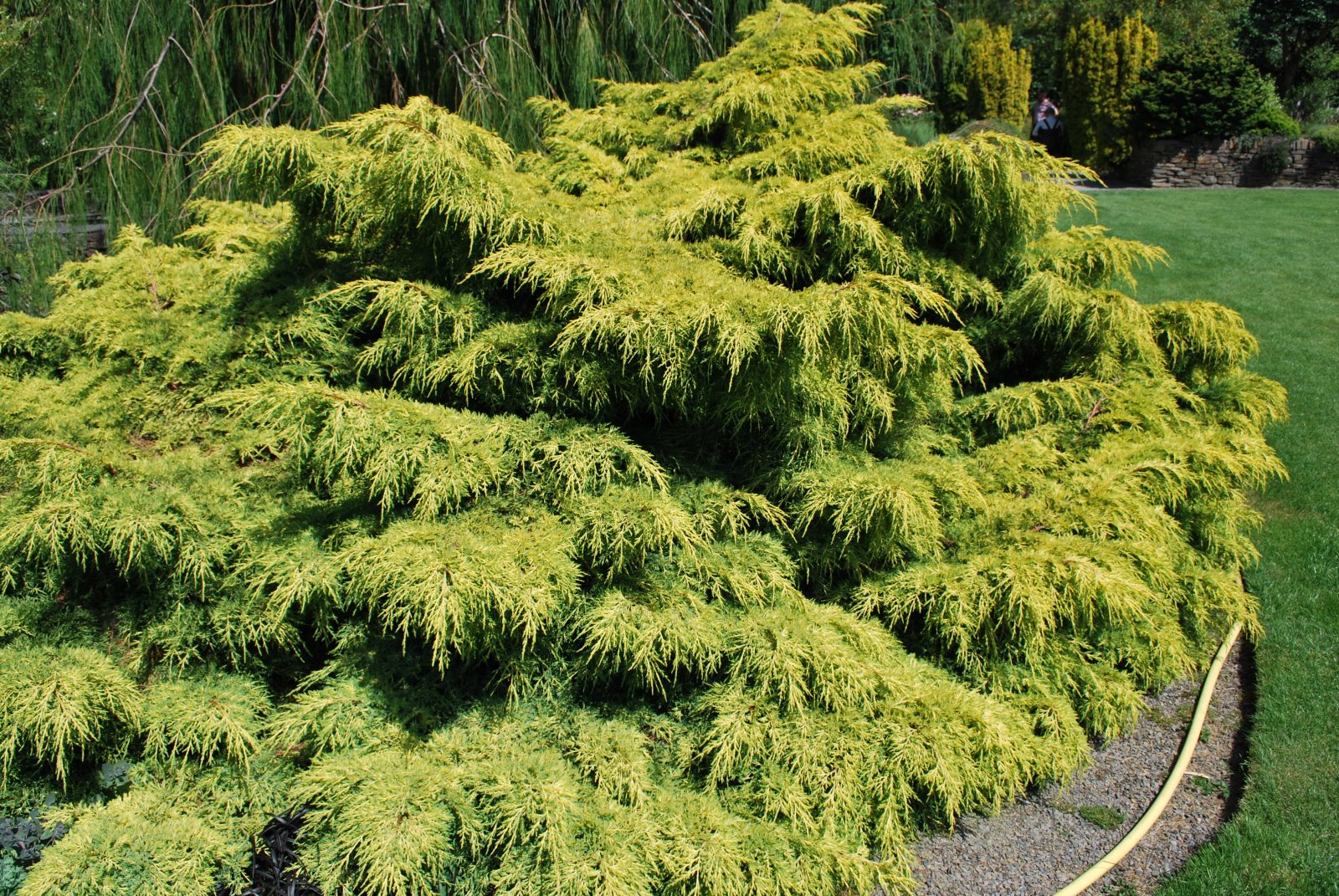chinensis Old Gold.jpg